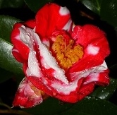 Gigantea Camellia, Camellia japonica 'Gigantea'